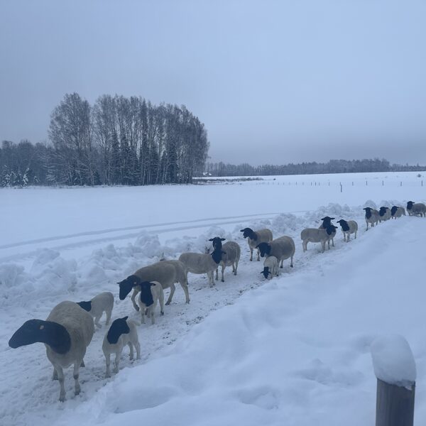 Ziema Dorperiem arī patīk