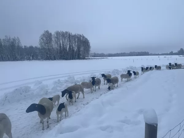 Ziema Dorperiem arī patīk